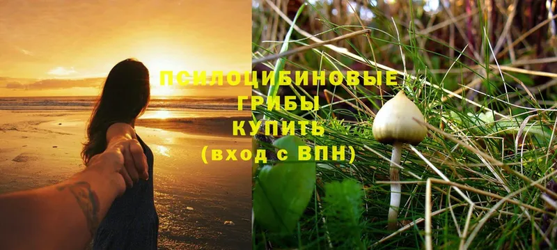 Псилоцибиновые грибы MAGIC MUSHROOMS  blacksprut   Коломна  купить наркотик 